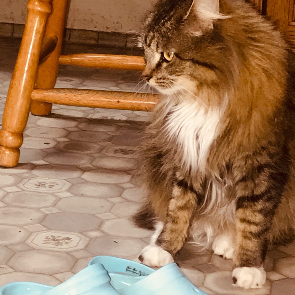 Crocs🥰 - Picture 3 of 3